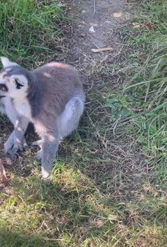 Beautiful ringtail lemur 