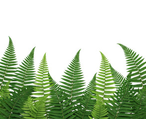 Obraz premium Vibrant green ferns natural habitat close-up image lush environment isolated on transparent background