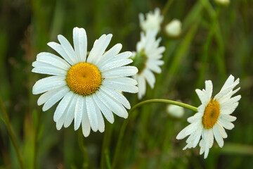 Fototapeta premium Oxeye Daisy with Morning Dew in a Meadow