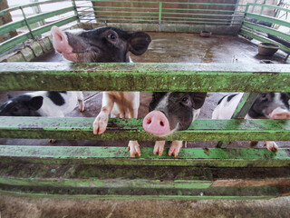 Several curious black and white spotted piglets poke their snouts through a green metal fence in a farm enclosure © Alevtina