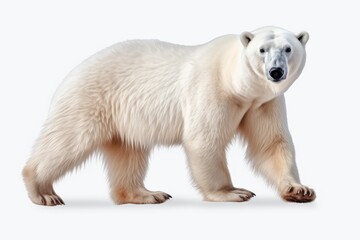 Fototapeta premium Polar bear walking forward looking at the camera on a white background