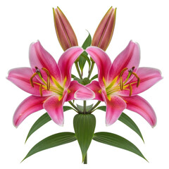 Obraz premium Vibrant pink lily flowers with green leaves and stems isolated on transparent background