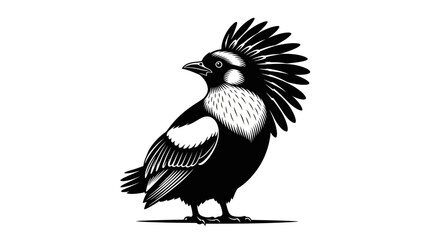 Detailed black and white illustration of a crested bird standing proudly with feathers raised high on white background
