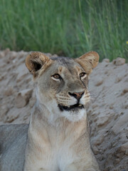 Obraz premium Löwe, Panthera leo