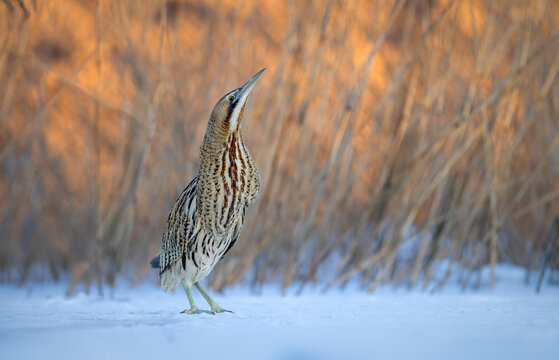 Great bittern bird ( Botaurus stellaris ) close up