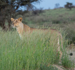 Naklejka premium Löwe, Panthera leo