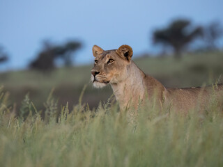 Naklejka premium Löwe, Panthera leo