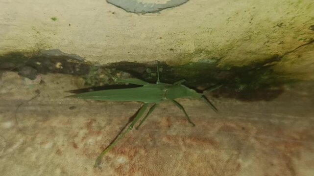 Green Water Strider Insect Gliding on Water Surface.