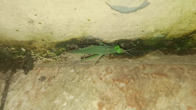 Green Grasshopper Crawling on a Concrete Wall with Algae Growth.