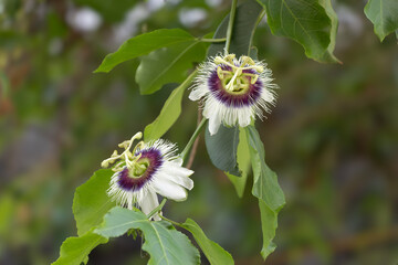 Close-up photo of two passionfruit flowers blooming from consecutive buds on a vine. Detailed petals and filaments captured in natural light. © George
