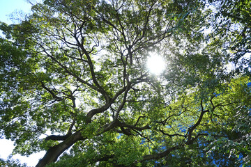 木漏れ日と大きな樹木の新緑