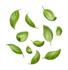 Floating fresh basil leaves kitchen food photography bright top view isolated on transparent background