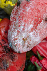 spoiled tomato and pepper