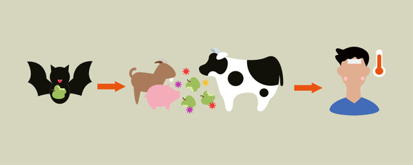 Vector illustration explaining Nipah virus transmission from bats to fruits, livestock such as cow, pig, and goat, and then to humans, highlighting zoonotic disease spread and public health risk.