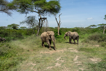 Naklejka premium Lovely African Elephant Family on a Serengeti Safari