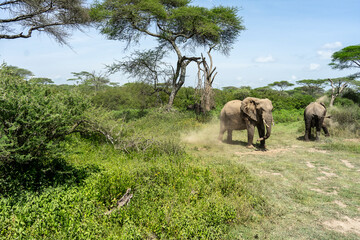 Fototapeta premium Lovely African Elephant Family on a Serengeti Safari
