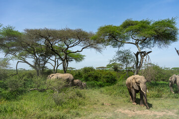 Naklejka premium Lovely African Elephant Family on a Serengeti Safari