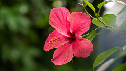 Obraz premium Mainau Island Butterfly anf flower