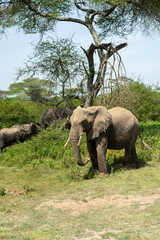 Fototapeta premium Lovely African Elephant Family on a Serengeti Safari