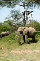 Naklejka premium Lovely African Elephant Family on a Serengeti Safari