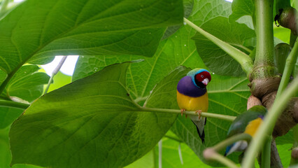 Mainau Island Butterfly