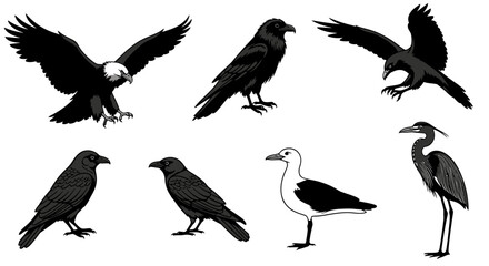Obraz premium Collection of various bird species in different poses and flight, showcasing diverse avian characteristics in a simple illustration style