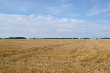 Fototapeta premium Getreidestoppel, Stoppelfeld