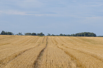 Obraz premium Getreidestoppel, Stoppelfeld