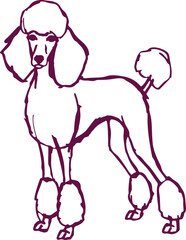 Poodle Line Drawing Illustration