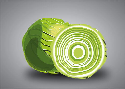 Cabbage Vector Image 
