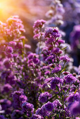 Obraz premium Purple Pastel margaret flower floral soft nature blossom blurred background. Pastel violet romance bloom spring season. Magenta petals blossom in beautiful garden. Close-up violet floral wildflower