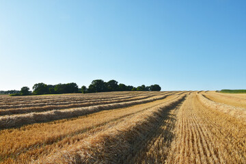 Obraz premium Winterweizen, Stoppelfeld, Strohschwaden