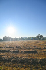 Winterweizen,  Stoppelfeld,  Strohschwaden