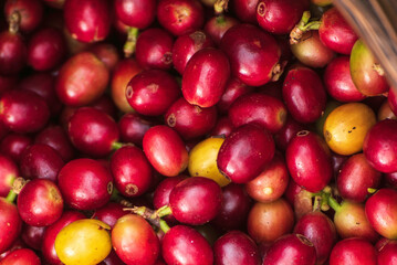 Ripe Red coffee bean berry fresh seed tree growth green eco organic farm. Top view Close up red ripe seed robusta arabica berries harvest brazil coffee plantation garden. Fresh bean with copy space