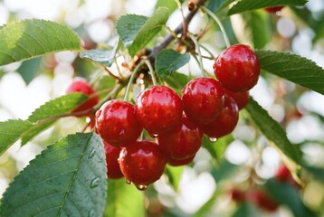 Cherries on Branch