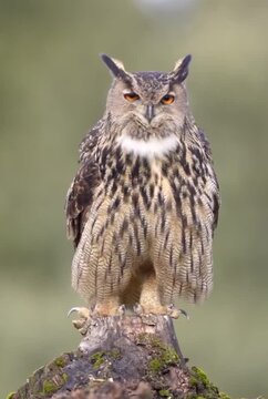 great horned owl