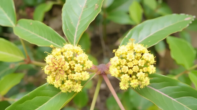 Rati Ratti Gunja Gunchi Chirmati Abrus Precatorius Abrus Indian Licorice Root Crads Eye Flowers