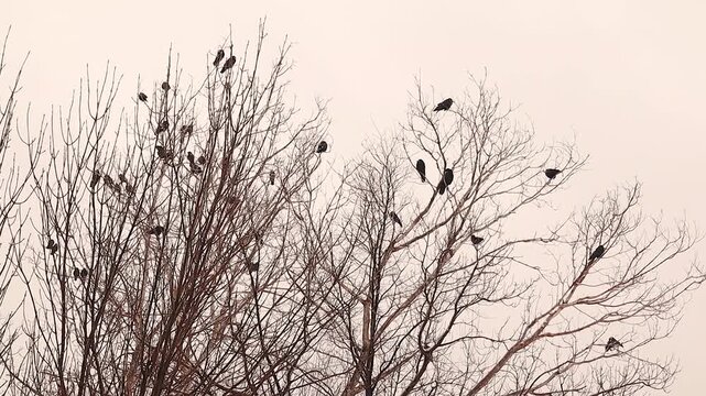 Cinematic shot of crows roosting on bare winter trees at sunset, forming dramatic silhouettes against a warm sky&mdash;ideal for nature, wildlife, Halloween, mystery, seasonal backgrounds, and storytelling.
