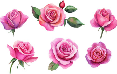 Fototapeta premium set of pink roses