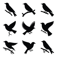 Obraz premium Collection of nine black bird silhouettes perched and flying on a white background