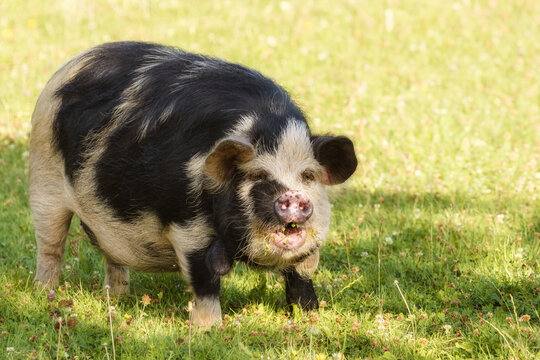 Female Kunekune pig on a meadow