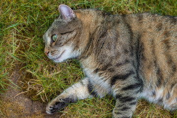 Tabby cat lying on the lawn with a funny face 