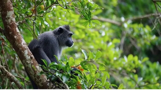 silver leaf monkey sitting on a tree branch in the tropical jungle