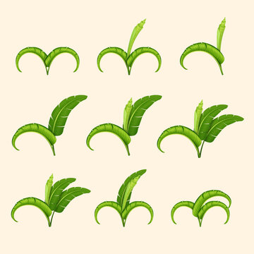 illustration of lush green banana leaves