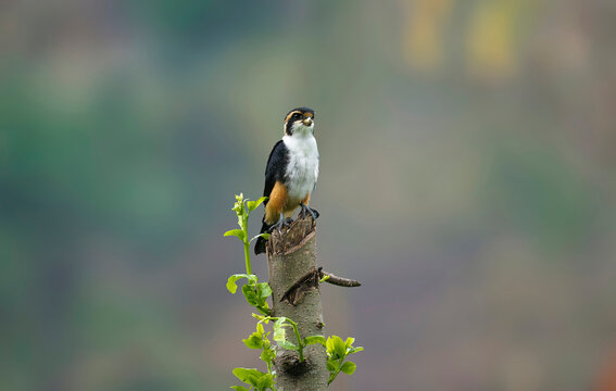 Collared falconet