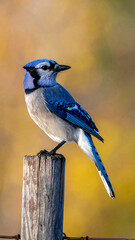 Vibrant blue jay perched on weathered wood post; soft golden-toned foliage blurred in the background