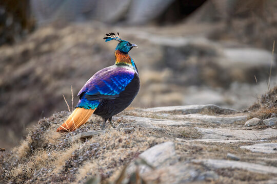 Himalayan monal