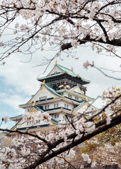 Naklejka premium Osaka Castle framed by cherry blossom blooming in Japan