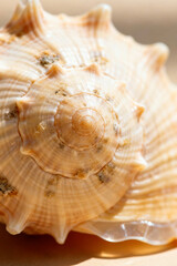 Obraz premium Extreme Macro of a Seashell with Intricate Spiral Patterns