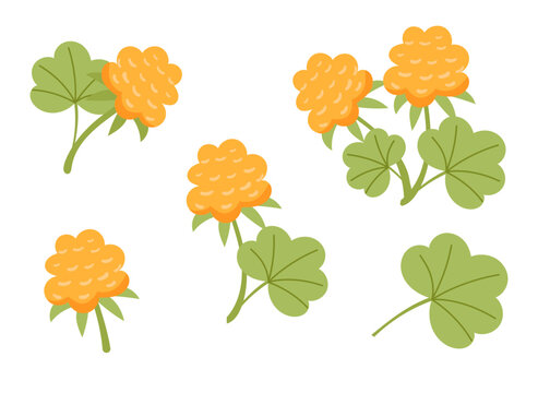 Set of cloudberries isolated on white background. Vector flat cliparts.